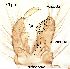 ( - 2023.08.22 Parametriocnemus (specimen 1))  @11 [ ] CreativeCommons - Attribution Share-Alike (2024) Unspecified University of Lausanne