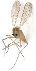  ( - 2021.06.18 Parametriocnemus stylatus adzharicus)  @11 [ ] CreativeCommons - Attribution Share-Alike (2024) Unspecified University of Lausanne