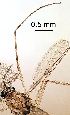  ( - 2023.08.22 Parametriocnemus (specimen 1))  @11 [ ] CreativeCommons - Attribution Share-Alike (2024) Unspecified University of Lausanne