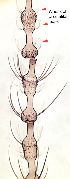  ( - 2023.07.08 Giardomyia britannica (specimen 2))  @11 [ ] CreativeCommons - Attribution Share-Alike (2023) Unspecified University of Lausanne