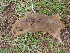  ( - VRCsp122-08MACN)  @11 [ ] Copyright (2012) MACN Museo Argentino de Ciencias Naturales