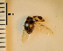  ( - ARVAQ-62-CA)  @11 [ ] CC BY-NC 4.0 (2025) Unspecified INIBIOMA