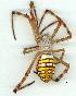  (Argiope sp - gvc10607-1L)  @14 [ ] Copyright (2004) Unspecified Unspecified