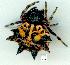  (Gasteracantha sacerdotalis - gvc12050-1L)  @13 [ ] Copyright (2004) Unspecified Unspecified