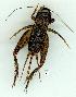  ( - gvc14100-1L)  @13 [ ] Copyright (2004) Unspecified Research Collection of Graeme Cocks