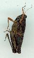  ( - gvc14354-1L)  @14 [ ] Copyright (2004) Unspecified Research Collection of Graeme Cocks
