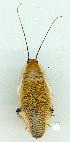  ( - gvc14388-1L)  @11 [ ] Copyright (2004) Unspecified Research Collection of Graeme Cocks