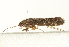  ( - gvc17155-1L)  @12 [ ] CreativeCommons - Attribution (2012) CBG Photography Group Centre for Biodiversity Genomics