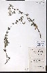  (Potentilla inclinata - CCDB-23954-A01)  @11 [ ] CreativeCommons - Attribution (2015) University of Alberta Herbarium University of Alberta Herbarium