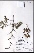  (Crataegus ursopedensis - CCDB-23954-A08)  @11 [ ] CreativeCommons - Attribution (2015) University of Alberta Herbarium University of Alberta Herbarium