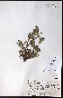  (Potentilla jepsonii - CCDB-23954-C01)  @11 [ ] CreativeCommons - Attribution (2015) University of Alberta Herbarium University of Alberta Herbarium