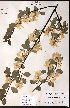  ( - CCDB-23954-C05)  @11 [ ] CreativeCommons - Attribution (2015) University of Alberta Herbarium University of Alberta Herbarium