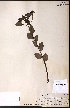 (Spiraea corymbosa - CCDB-23954-D04)  @11 [ ] CreativeCommons - Attribution (2015) University of Alberta Herbarium University of Alberta Herbarium