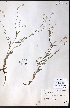  ( - CCDB-23954-D09)  @11 [ ] CreativeCommons - Attribution (2015) University of Alberta Herbarium University of Alberta Herbarium