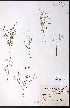  ( - CCDB-23954-G02)  @11 [ ] CreativeCommons - Attribution (2015) University of Alberta Herbarium University of Alberta Herbarium