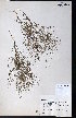  ( - CCDB-23954-H02)  @11 [ ] CreativeCommons - Attribution (2015) University of Alberta Herbarium University of Alberta Herbarium
