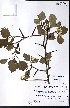  ( - CCDB-23954-H09)  @11 [ ] CreativeCommons - Attribution (2015) University of Alberta Herbarium University of Alberta Herbarium