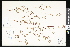  ( - CCDB-23956-A01)  @11 [ ] CreativeCommons - Attribution (2015) Department of Agriculture Agriculture and Agri-Food Canada National Collection of Vascular Plants (DAO