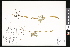  ( - CCDB-23956-A06)  @11 [ ] CreativeCommons - Attribution (2015) Department of Agriculture Agriculture and Agri-Food Canada National Collection of Vascular Plants (DAO