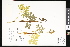  (Sceptridium - CCDB-23956-B06)  @11 [ ] CreativeCommons - Attribution (2015) Department of Agriculture Agriculture and Agri-Food Canada National Collection of Vascular Plants (DAO