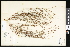  ( - CCDB-23956-C01)  @11 [ ] CreativeCommons - Attribution (2015) Department of Agriculture Agriculture and Agri-Food Canada National Collection of Vascular Plants (DAO