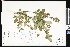  ( - CCDB-23956-C03)  @11 [ ] CreativeCommons - Attribution (2015) Department of Agriculture Agriculture and Agri-Food Canada National Collection of Vascular Plants (DAO