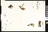  ( - CCDB-23956-C07)  @11 [ ] CreativeCommons - Attribution (2015) Department of Agriculture Agriculture and Agri-Food Canada National Collection of Vascular Plants (DAO