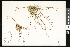  ( - CCDB-23956-D01)  @11 [ ] CreativeCommons - Attribution (2015) Department of Agriculture Agriculture and Agri-Food Canada National Collection of Vascular Plants (DAO