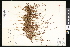  ( - CCDB-23956-E01)  @11 [ ] CreativeCommons - Attribution (2015) Department of Agriculture Agriculture and Agri-Food Canada National Collection of Vascular Plants (DAO