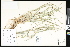  (Schizachyrium littorale - CCDB-23956-E11)  @11 [ ] CreativeCommons - Attribution (2015) Department of Agriculture Agriculture and Agri-Food Canada National Collection of Vascular Plants (DAO