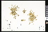  ( - CCDB-23956-E12)  @11 [ ] CreativeCommons - Attribution (2015) Department of Agriculture Agriculture and Agri-Food Canada National Collection of Vascular Plants (DAO
