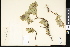  (Salix tweedyi - CCDB-23956-F03)  @11 [ ] CreativeCommons - Attribution (2015) Department of Agriculture Agriculture and Agri-Food Canada National Collection of Vascular Plants (DAO