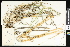  ( - CCDB-23956-F11)  @11 [ ] CreativeCommons - Attribution (2015) Department of Agriculture Agriculture and Agri-Food Canada National Collection of Vascular Plants (DAO