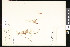  ( - CCDB-23956-G01)  @11 [ ] CreativeCommons - Attribution (2015) Department of Agriculture Agriculture and Agri-Food Canada National Collection of Vascular Plants (DAO