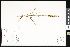  (Spiranthes ochroleuca - CCDB-23956-G05)  @11 [ ] CreativeCommons - Attribution (2015) Department of Agriculture Agriculture and Agri-Food Canada National Collection of Vascular Plants (DAO