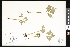  ( - CCDB-23956-G07)  @11 [ ] CreativeCommons - Attribution (2015) Department of Agriculture Agriculture and Agri-Food Canada National Collection of Vascular Plants (DAO