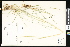  ( - CCDB-23956-G11)  @11 [ ] CreativeCommons - Attribution (2015) Department of Agriculture Agriculture and Agri-Food Canada National Collection of Vascular Plants (DAO