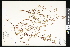  ( - CCDB-23956-H02)  @11 [ ] CreativeCommons - Attribution (2015) Department of Agriculture Agriculture and Agri-Food Canada National Collection of Vascular Plants (DAO