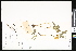  ( - CCDB-23956-H07)  @11 [ ] CreativeCommons - Attribution (2015) Department of Agriculture Agriculture and Agri-Food Canada National Collection of Vascular Plants (DAO