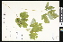  ( - CCDB-23957-A01)  @11 [ ] CreativeCommons - Attribution (2015) Department of Agriculture Agriculture and Agri-Food Canada National Collection of Vascular Plants (DAO