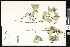  ( - CCDB-23957-A07)  @11 [ ] CreativeCommons - Attribution (2015) Department of Agriculture Agriculture and Agri-Food Canada National Collection of Vascular Plants (DAO