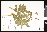  (Agrimonia repens - CCDB-23957-A09)  @11 [ ] CreativeCommons - Attribution (2015) Department of Agriculture Agriculture and Agri-Food Canada National Collection of Vascular Plants (DAO