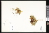  ( - CCDB-23957-A10)  @11 [ ] CreativeCommons - Attribution (2015) Department of Agriculture Agriculture and Agri-Food Canada National Collection of Vascular Plants (DAO