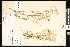  ( - CCDB-23957-B06)  @11 [ ] CreativeCommons - Attribution (2015) Department of Agriculture Agriculture and Agri-Food Canada National Collection of Vascular Plants (DAO