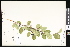  ( - CCDB-23957-B07)  @11 [ ] CreativeCommons - Attribution (2015) Department of Agriculture Agriculture and Agri-Food Canada National Collection of Vascular Plants (DAO