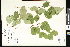  ( - CCDB-23957-B08)  @11 [ ] CreativeCommons - Attribution (2015) Department of Agriculture Agriculture and Agri-Food Canada National Collection of Vascular Plants (DAO