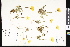  ( - CCDB-23957-C02)  @11 [ ] CreativeCommons - Attribution (2015) Department of Agriculture Agriculture and Agri-Food Canada National Collection of Vascular Plants (DAO