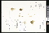  (Draba ruaxes - CCDB-23957-C04)  @11 [ ] CreativeCommons - Attribution (2015) Department of Agriculture Agriculture and Agri-Food Canada National Collection of Vascular Plants (DAO