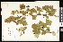 (Crataegus curvisepala - CCDB-23957-C07)  @11 [ ] CreativeCommons - Attribution (2015) Department of Agriculture Agriculture and Agri-Food Canada National Collection of Vascular Plants (DAO