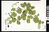  ( - CCDB-23957-C08)  @11 [ ] CreativeCommons - Attribution (2015) Department of Agriculture Agriculture and Agri-Food Canada National Collection of Vascular Plants (DAO